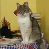 Отзыв от Альбина Свешникова